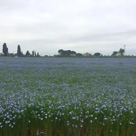 Maya Cascina (Pisa)